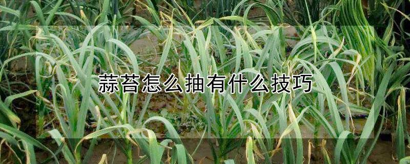 蒜苔怎么抽有什么技巧 大蒜抽蒜苔怎么抽