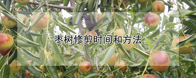 枣树修剪时间和方法 冬枣树的修剪时间和方法
