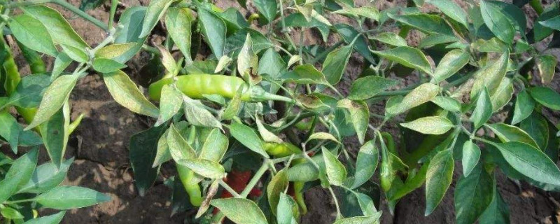 辣椒移栽后用什么肥提苗（刚移栽的辣椒苗怎样施肥）