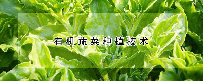 有机蔬菜种植技术（有机蔬菜种植技术加盟）