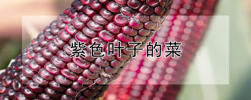 紫色叶子的菜 有点紫色叶子的菜