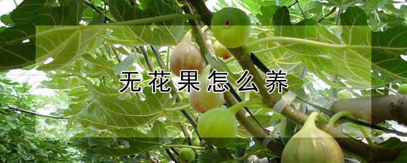 无花果怎么养 无花果怎么养植