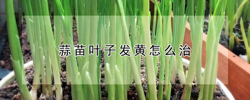 蒜苗叶子发黄怎么治 蒜苗叶子发黄怎么治理