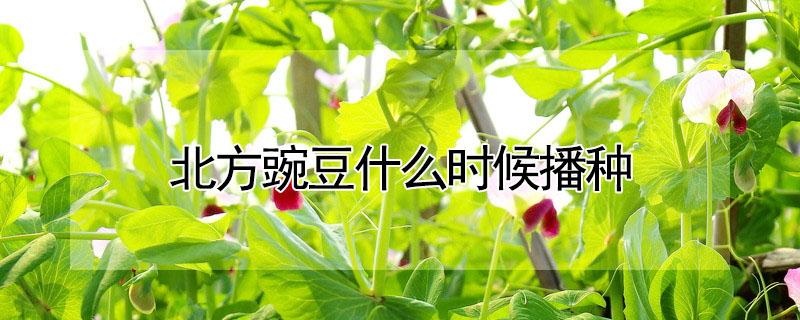 北方豌豆什么时候播种 北方豌豆什么时候播种最好