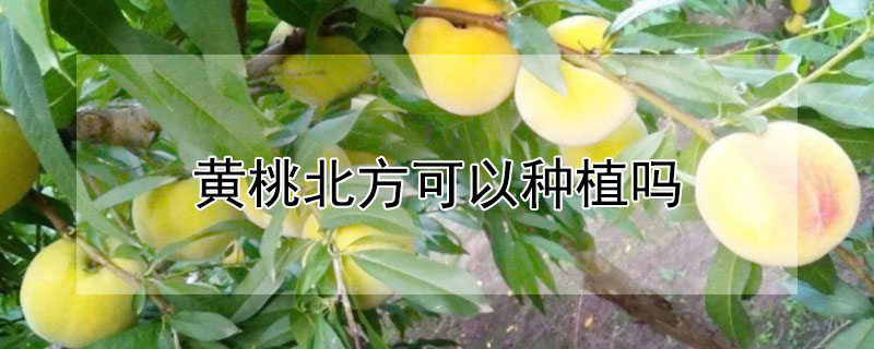黄桃北方可以种植吗 黄桃北方可以种植吗冬天