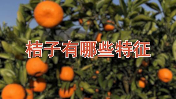桔子有哪些特征 桔子有哪些特征和特点