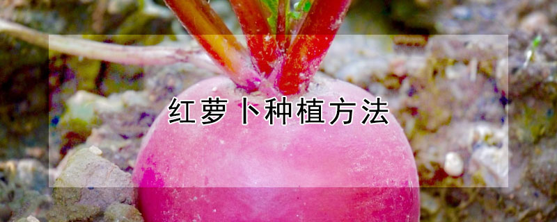 红萝卜种植方法（红萝卜种植方法和时间）