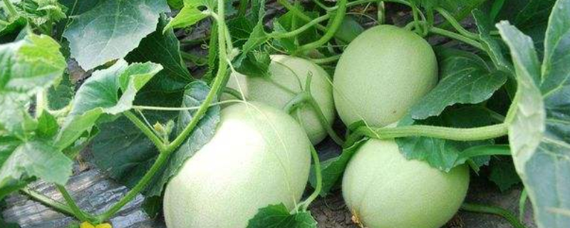 甜瓜不甜的补救办法（甜瓜不甜怎么处理吃别浪费）