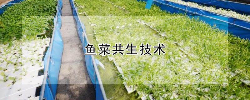 鱼菜共生技术（鱼菜共生）