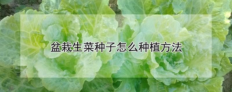 盆栽生菜种子怎么种植方法 如何种植生菜种子