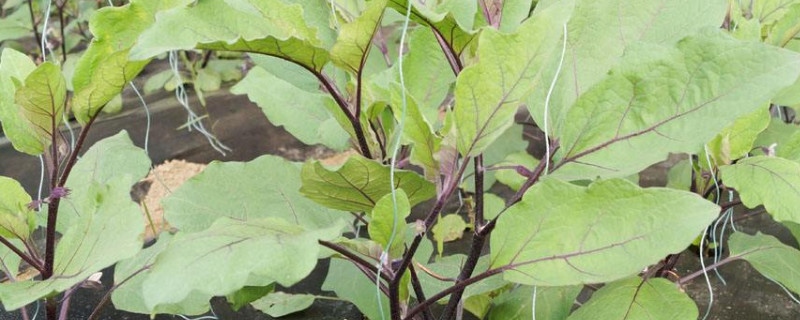 茄子苗怎么栽 茄子苗怎么栽培