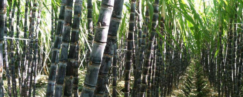 甘蔗怎么收割（甘蔗怎么收割视频）