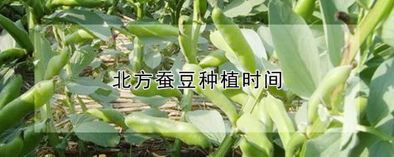 北方蚕豆种植时间 南方蚕豆种植时间