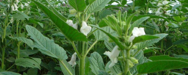 芝麻种上几天能出来苗（种芝麻一般几天都能出来）