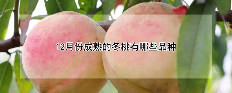 12月份成熟的冬桃有哪些品种 冬桃品种有哪些品种