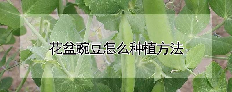 花盆豌豆怎么种植方法 花盆豌豆怎么种植方法图解