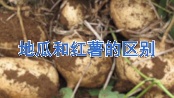地瓜和红薯的区别（地瓜和红薯的区别图片）