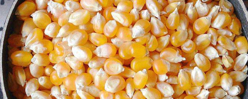 玉米发霉了晒干可以喂鸡吗 玉米发霉了晒干可以喂鸡吗图片