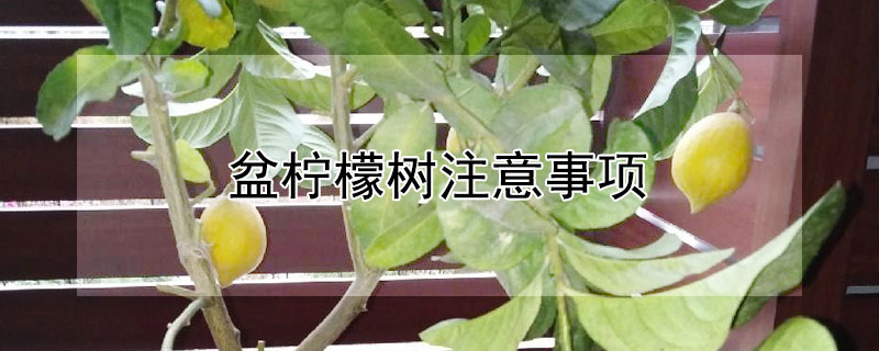 盆柠檬树注意事项（花盆柠檬树的护理）