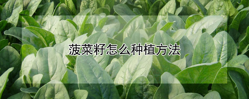 菠菜籽怎么种植方法（菠菜籽怎么种植方法家里）