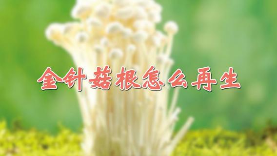 金针菇根怎么再生 金针菇根怎么再生视频