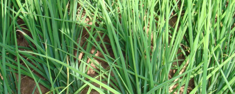 葱长黑虫怎么处理 葱长黑虫子了怎么处理