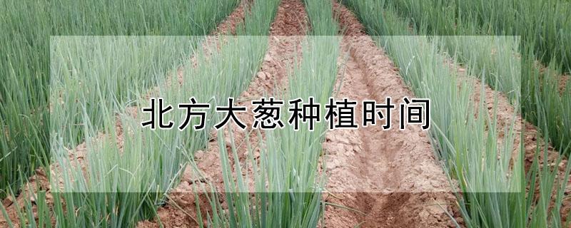 北方大葱种植时间 北方大葱种植时间和方法