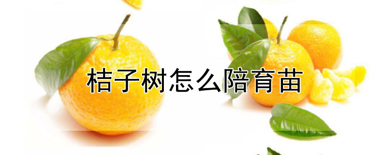 桔子树怎么陪育苗 桔子树怎么陪育苗视频