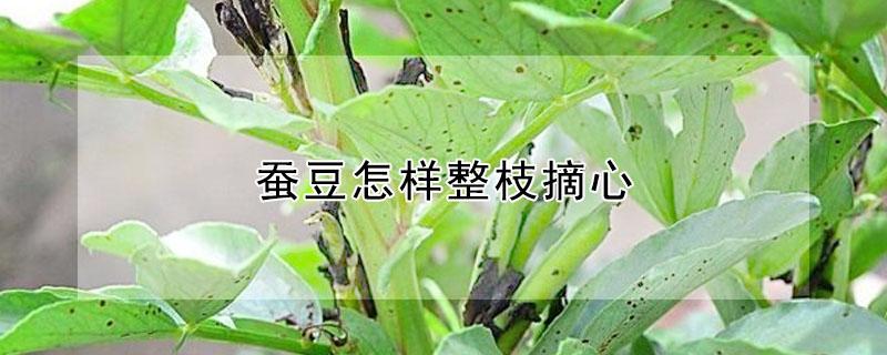 蚕豆怎样整枝摘心 蚕豆怎样整枝摘心的