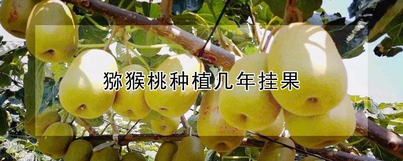 猕猴桃种植几年挂果（猕猴桃种植几年挂果好）