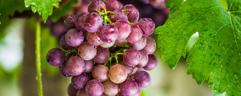 怎样使葡萄不落花落果（如何防止葡萄落花落果）