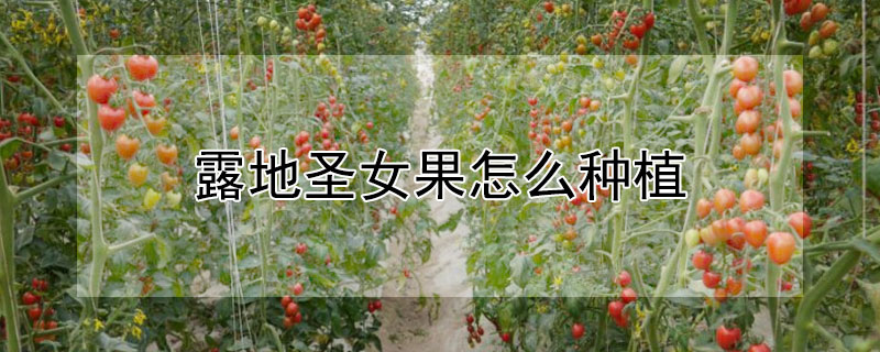 露地圣女果怎么种植（露地圣女果怎么种植方法）