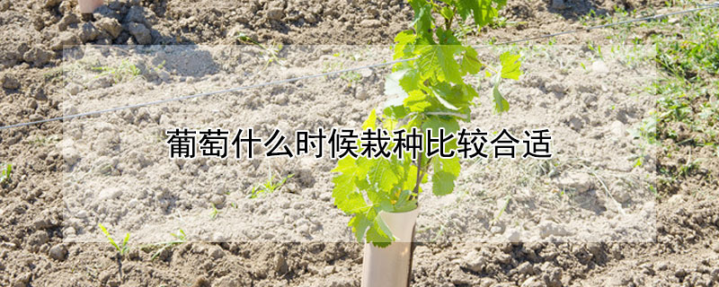 葡萄什么时候栽种比较合适（葡萄什么时候栽种比较合适北方）