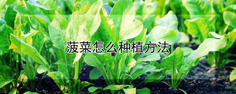 菠菜怎么种植方法（菠菜怎么种植方法如下）