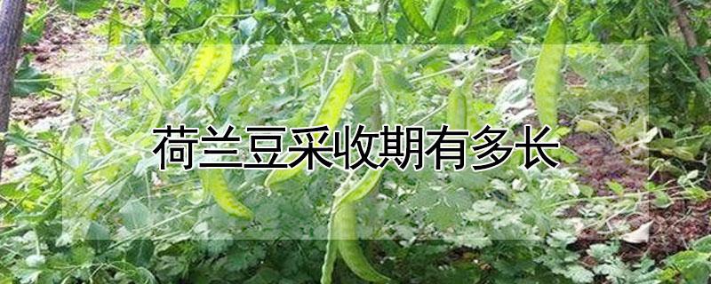 荷兰豆采收期有多长 荷兰豆采收期有多长时间