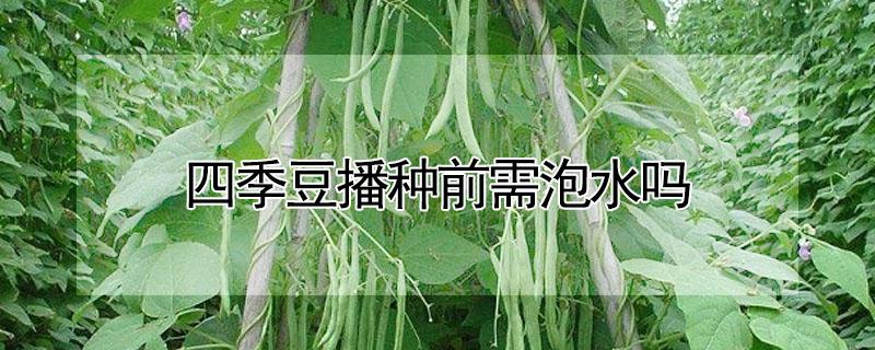 四季豆播种前需泡水吗 四季豆播种前需泡水吗视频