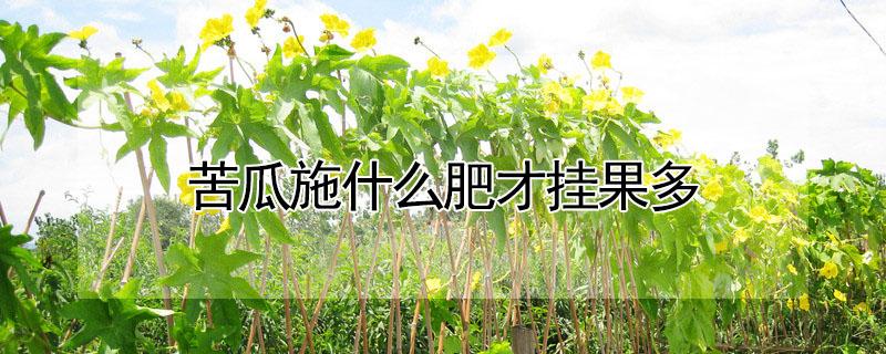 苦瓜施什么肥才挂果多 苦瓜开花结果时施什么肥