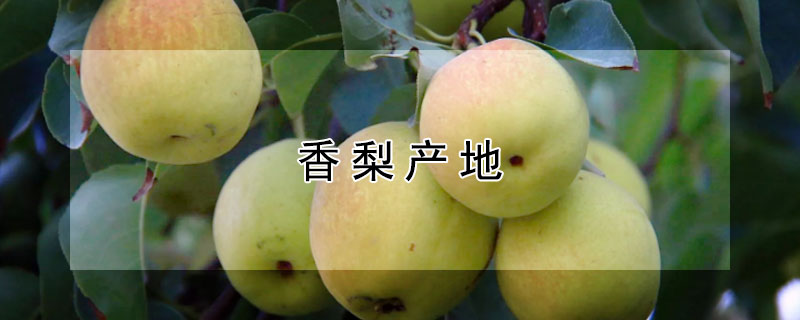 香梨产地（香梨产地主要在哪个省）