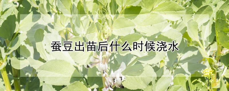 蚕豆出苗后什么时候浇水（蚕豆出苗后什么时候浇水最好）