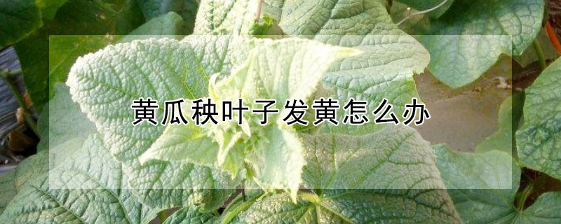 黄瓜秧叶子发黄怎么办 黄瓜秧子叶子发黄怎么办