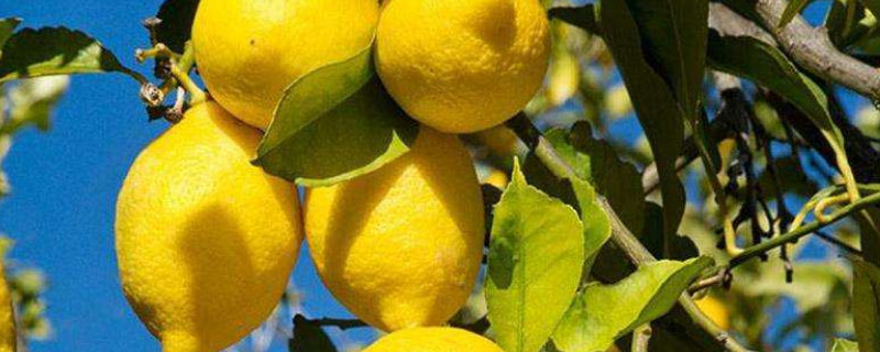 柠檬掉叶是怎么回事 柠檬 掉叶子