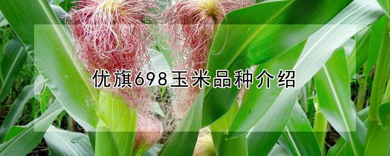 优旗698玉米品种介绍（优旗199玉米品种介绍）