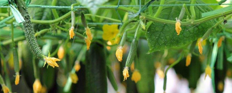 丝瓜移栽管理技术要点（丝瓜种植技术与管理方法）