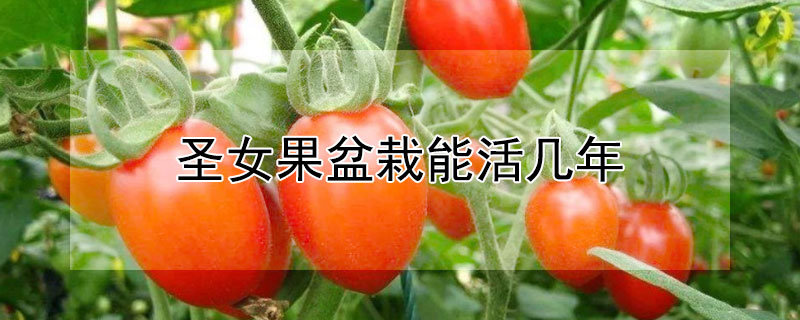 圣女果盆栽能活几年（盆栽圣女果多久结果）
