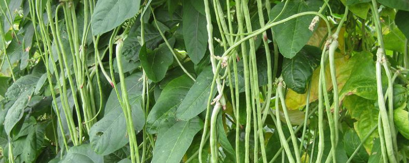 虹豆种植时间与方法 虹豆什么时候种植