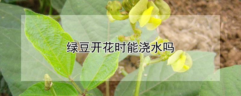 绿豆开花时能浇水吗 绿豆开花时能浇水吗为什么