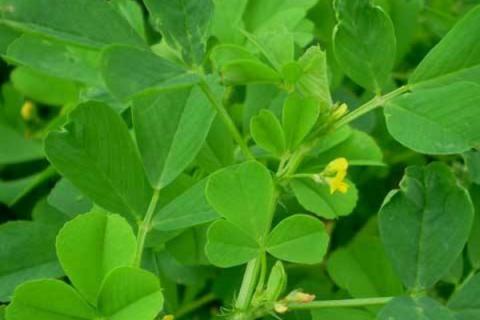 人工种植苜蓿草方法