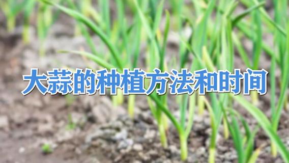 大蒜的种植方法和时间 秋季大蒜的种植方法和时间