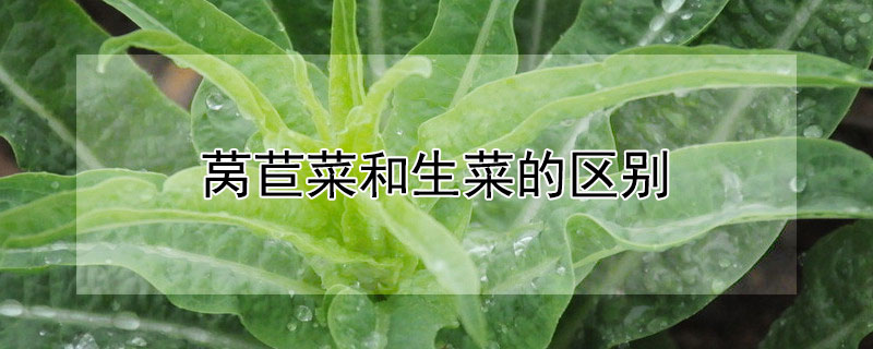 莴苣菜和生菜的区别（莴苣菜和生菜的区别是什么）