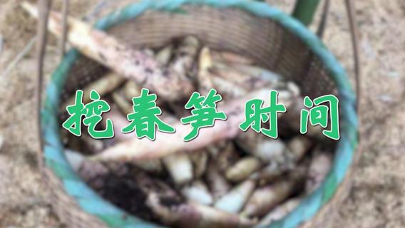 挖春笋时间 挖春笋时间和地点
